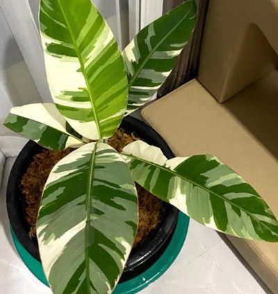 Musa aeae Banana Florida Variegated