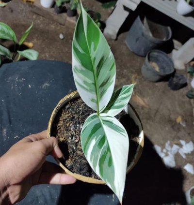 Musa aeae Banana Florida Variegated