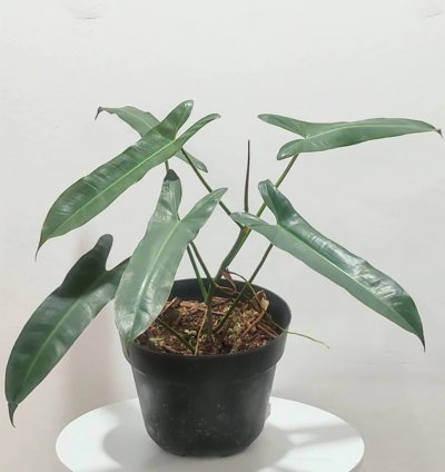 Philodendron Atabapoense Medium Size