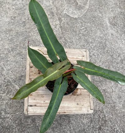 Philodendron Atabapoense Medium Size
