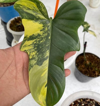 Philodendron Bipennifolium Variegated