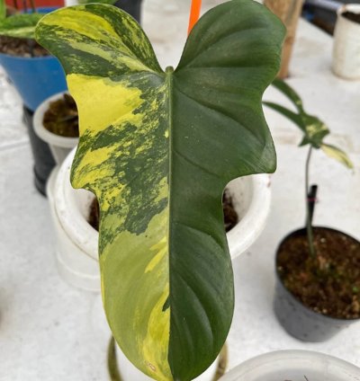 Philodendron Bipennifolium Variegated