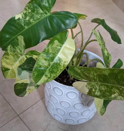 Philodendron Burlemarx Variegated
