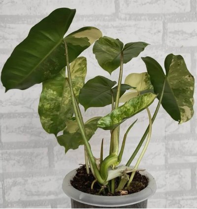 Philodendron Burlemarx Variegated