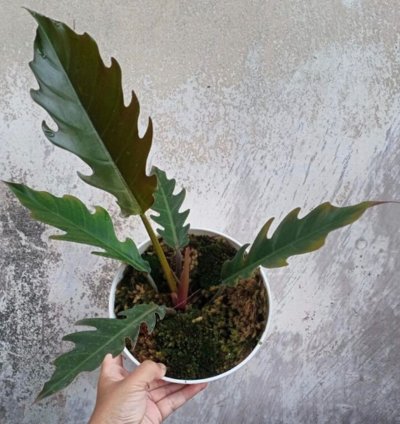 Philodendron Caramel