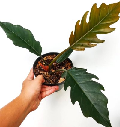 Philodendron Caramel
