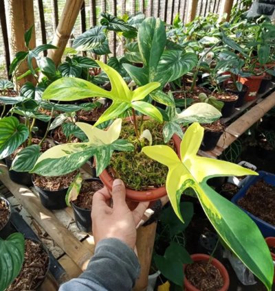 Philodendron Florida Beauty Variegated