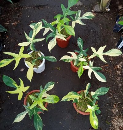 Philodendron Florida Beauty Variegated