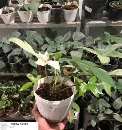 Philodendron Florida Ghost