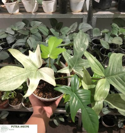 Philodendron Florida Ghost