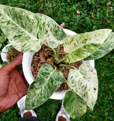 Philodendron Giganteum Variegated