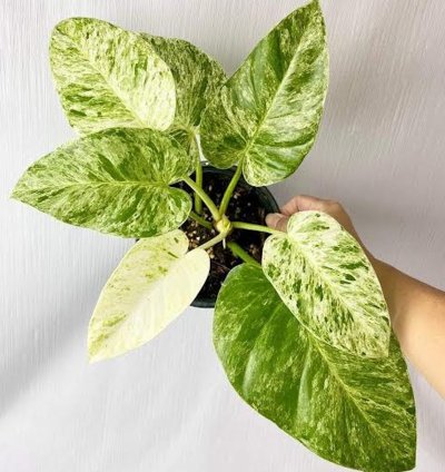 Philodendron Giganteum Variegated