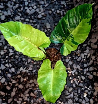 Philodendron Jungle Fever