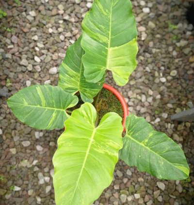 Philodendron Jungle Fever