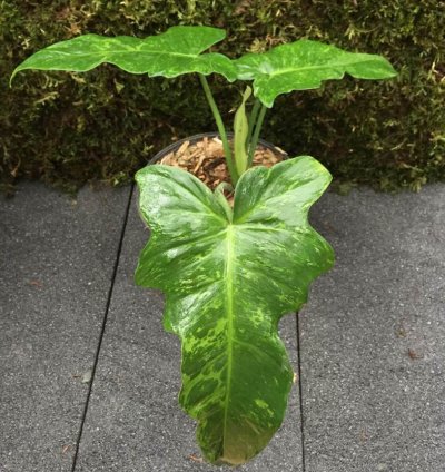 Philodendron Lime Fiddle Plant