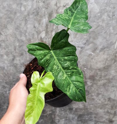 Philodendron Lime Fiddle Plant