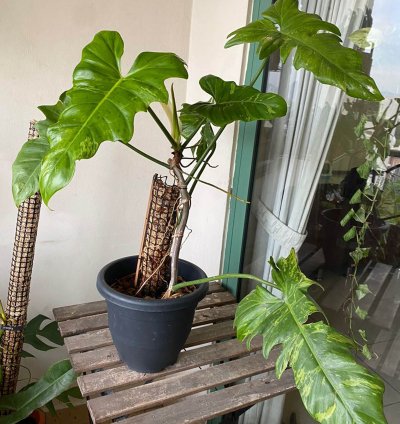 Philodendron Lime Fiddle Plant