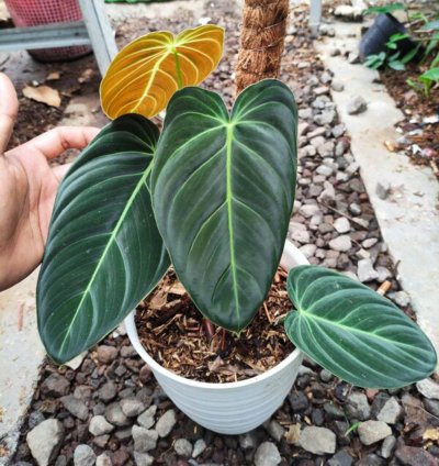 Philodendron Melanochrysum