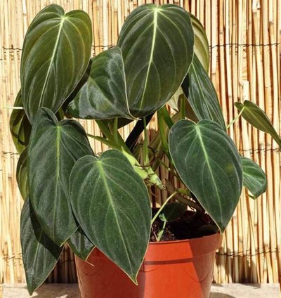 Philodendron Melanochrysum