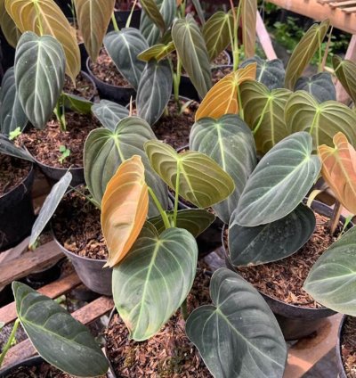 Philodendron Melanochrysum