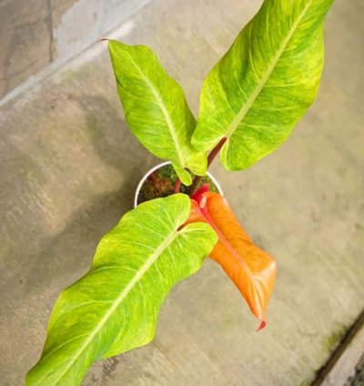 Philodendron Orange Marmalade plant