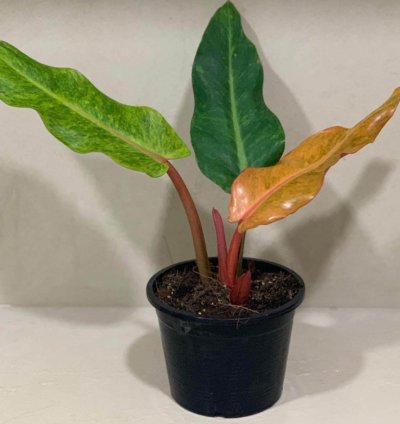 Philodendron Orange Marmalade plant