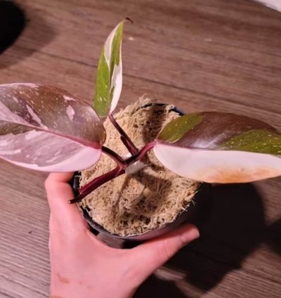 Philodendron Red Anderson plant