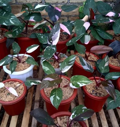 Philodendron Red Anderson plant