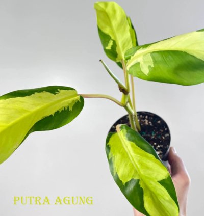 Philodendron Thai Sunrise plant