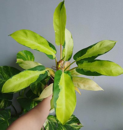 Philodendron Thai Sunrise plant