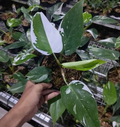 Philodendron White Princess plant