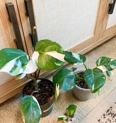 Philodendron White Princess plant