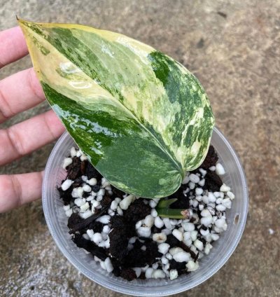 Scindapsus Jade Satin Variegated plant