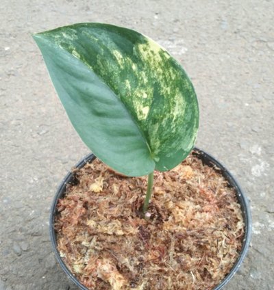 Scindapsus Jade Satin Variegated plant