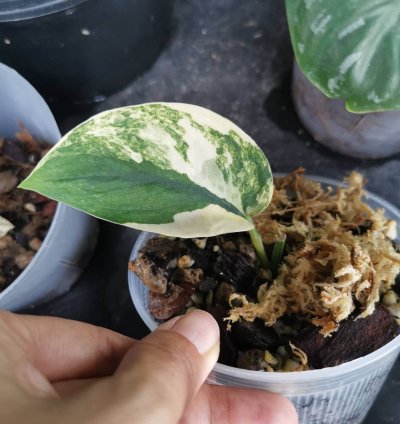 Scindapsus Jade Satin Variegated plant