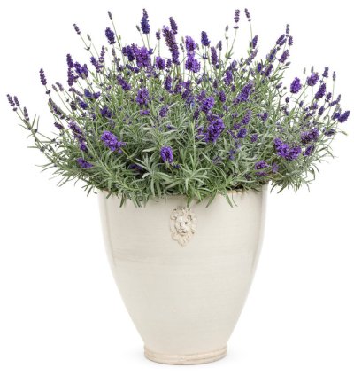 Sweet Romance English Lavender