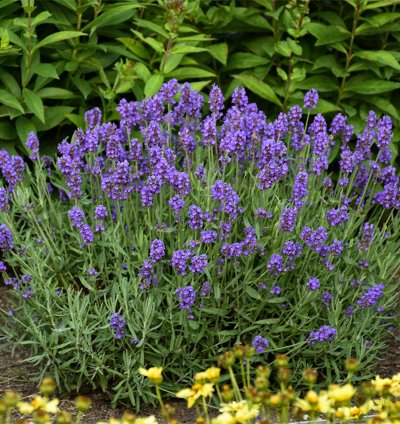 Sweet Romance English Lavender