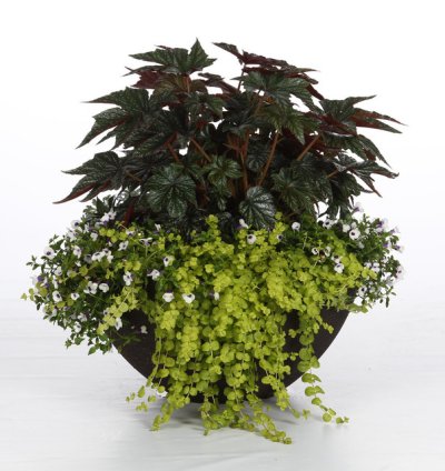 Goldilocks Creeping Jenny