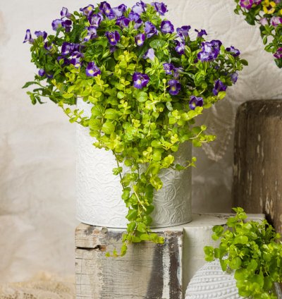 Goldilocks Creeping Jenny