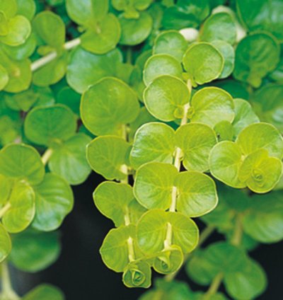 Goldilocks Creeping Jenny