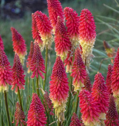 Pyromania Rocket Red Glare Red Hot Poker