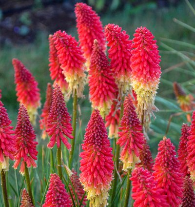 Pyromania Rocket Red Glare Red Hot Poker