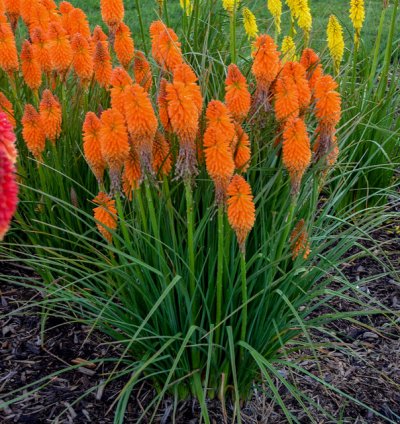 Pyromania Orange Blaze Red Hot Poker