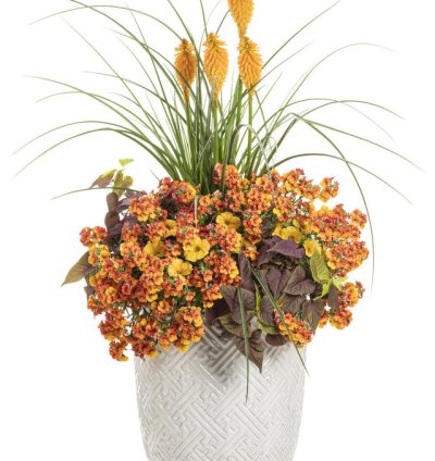 Pyromania Orange Blaze Red Hot Poker