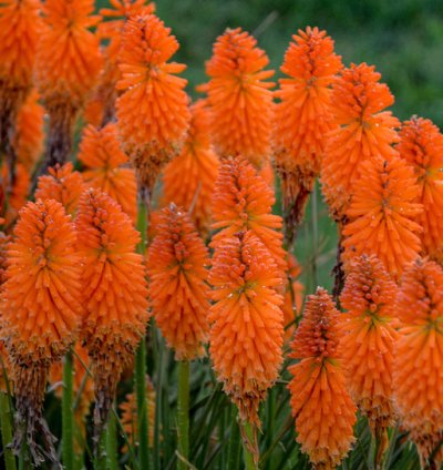Pyromania Orange Blaze Red Hot Poker