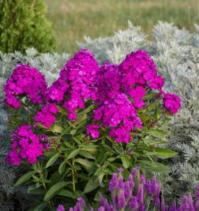 Luminary Ultraviolet Phlox