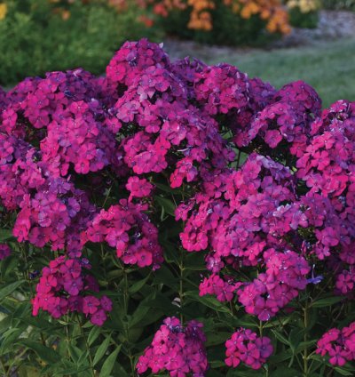 Luminary Ultraviolet Phlox