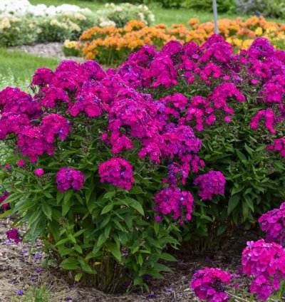 Luminary Ultraviolet Phlox