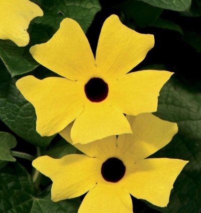 Lemon A Peel Black Eyed Susan Vine