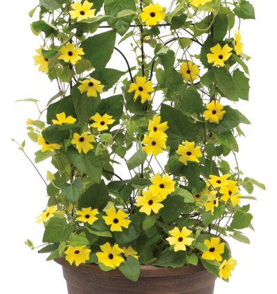 Lemon A Peel Black Eyed Susan Vine